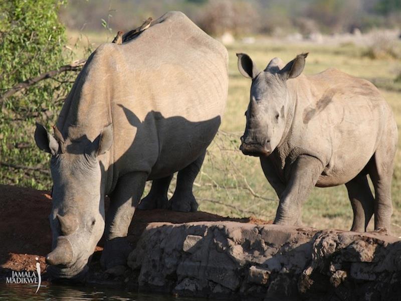 Jamala Madikwe Royal Safari Lodge Mochudi Bagian luar foto