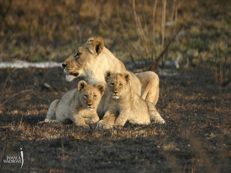 Jamala Madikwe Royal Safari Lodge Mochudi Bagian luar foto